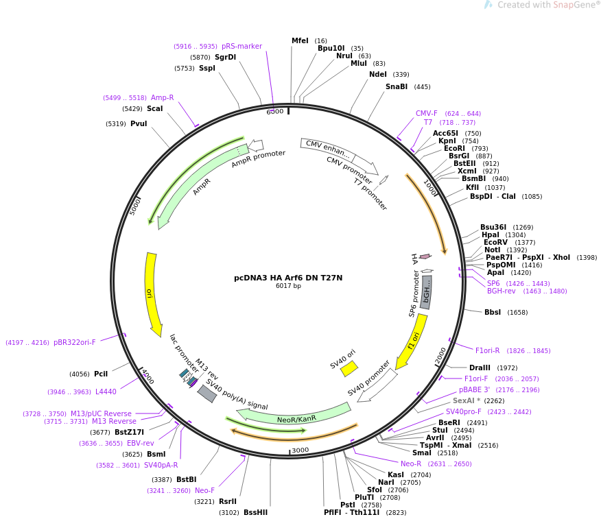 pcDNA3 HA Arf6 DN T27N质粒图谱